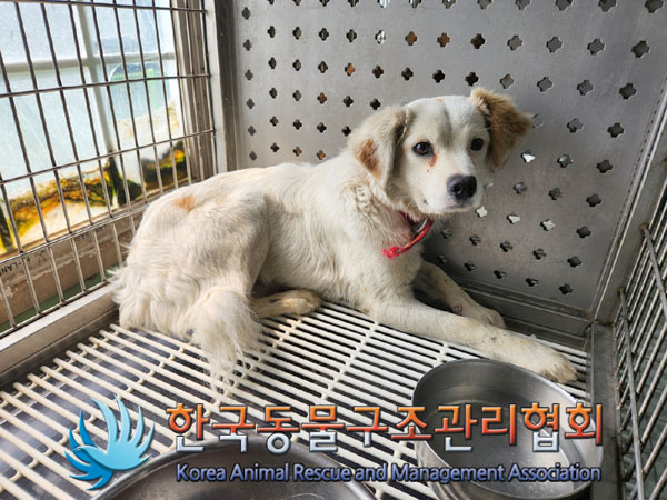 한국동물구조관리협회_441559202300469